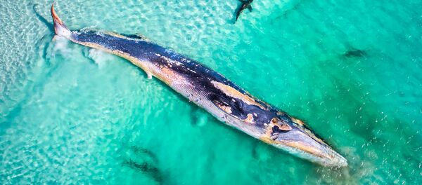 Снимок Fin Whale’s Demise фотографа Mat Beetson, победивший в конкурсе 2019 Australian Geographic Nature Photographer of the Year - Sputnik Afrique