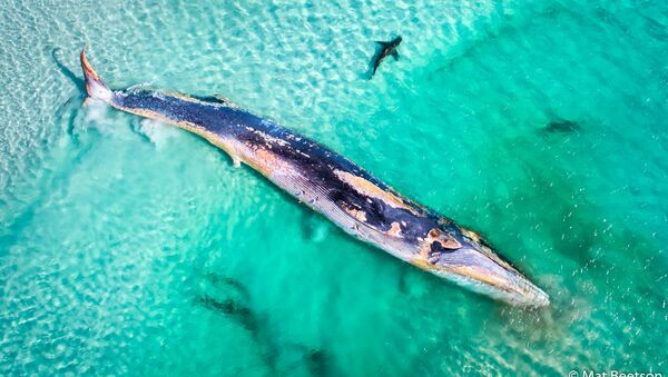 Снимок Fin Whale’s Demise фотографа Mat Beetson, победивший в конкурсе 2019 Australian Geographic Nature Photographer of the Year - Sputnik Afrique