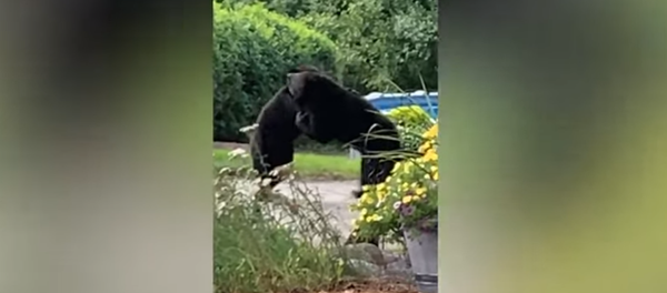 Two bears get into a brutal fight in the middle of New Jersey street - Sputnik Afrique