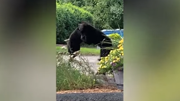 Two bears get into a brutal fight in the middle of New Jersey street - Sputnik Afrique