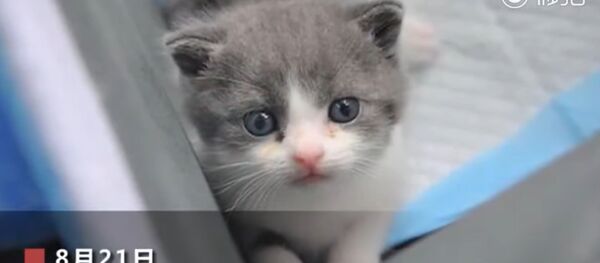 Garlic, le premier chaton cloné en Chine - Sputnik Afrique