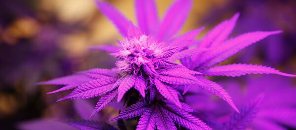 Des plants de marijuana sous les lampes UV - Sputnik Afrique