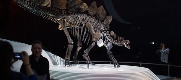 Les restes d'un stégosaure dans le Natural History Museum à Londres - Sputnik Afrique