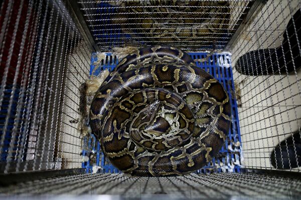 Сomment attrape-t-on les serpents à Bangkok?
 - Sputnik Afrique