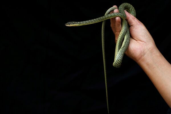 Сomment attrape-t-on les serpents à Bangkok?
 - Sputnik Afrique