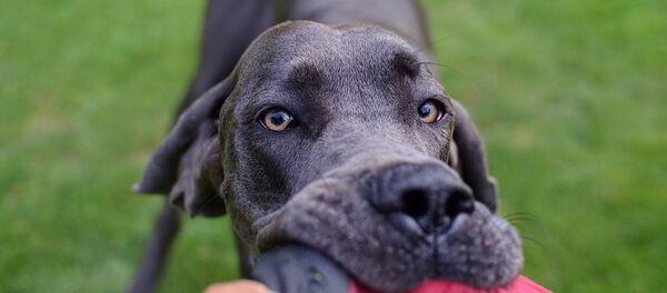 Un dogue allemand - Sputnik Afrique