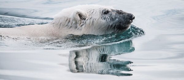 Ours polaire - Sputnik Afrique