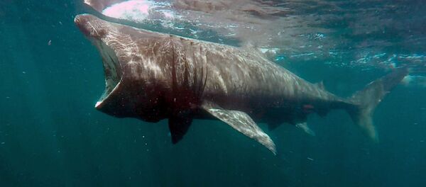 Shark bites - Sputnik Afrique
