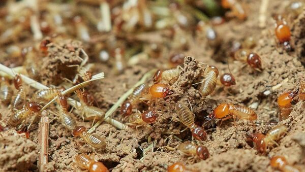 Termites - Sputnik Afrique