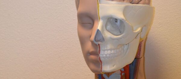 Medical anatomy - Sputnik Afrique