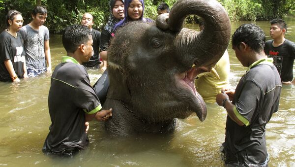 Kuala Gandah Elephant Conservation Center in Malaysia  - Sputnik Afrique
