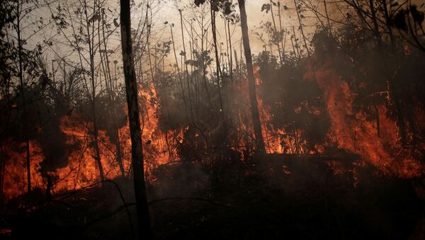 forêt amazonienne en flammes, Porto Velho, Brésil, le 23 août 2019. - Sputnik Afrique