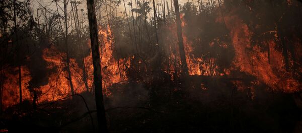 forêt amazonienne en flammes, Porto Velho, Brésil, le 23 août 2019. - Sputnik Afrique