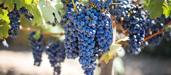 vignoble - Sputnik Afrique