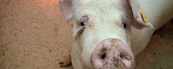 Прооперированная роботом свинья Роза родила шестерых поросят - Sputnik Afrique