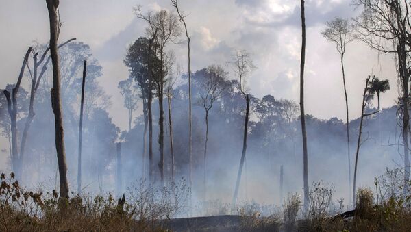 Les incendies d'Amazonie - Sputnik Afrique