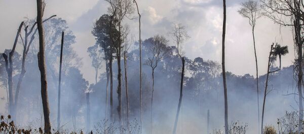 Les incendies d'Amazonie Les incendies d'Amazonie - Sputnik Afrique