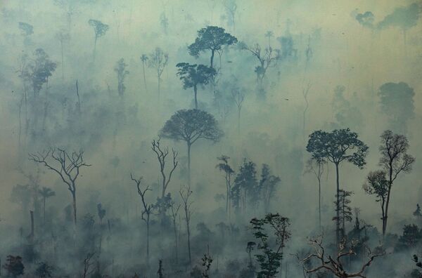 La forêt amazonienne part en fumée dans l'indifférence générale La forêt amazonienne part en fumée dans l'indifférence générale - Sputnik Afrique