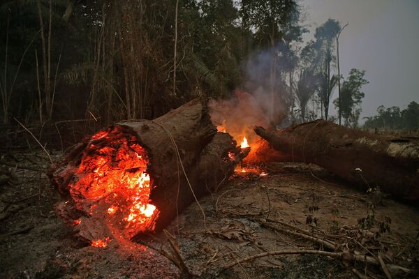 La forêt amazonienne part en fumée dans l'indifférence générale La forêt amazonienne part en fumée dans l'indifférence générale - Sputnik Afrique