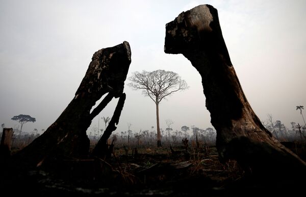 Une terre couverte de cendre: l’Amazonie ravagée par des incendies
 - Sputnik Afrique