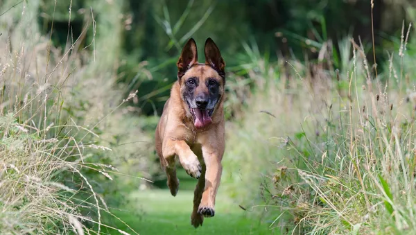 Un chien - Sputnik Afrique