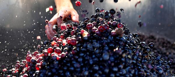 Vignoble France 2019 - Sputnik Afrique