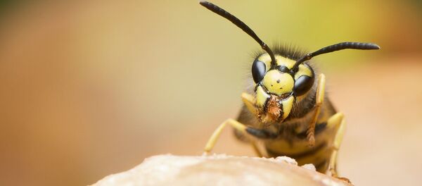 une guêpe une guêpe - Sputnik Afrique