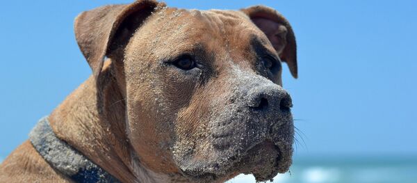 Pitbull - Sputnik Afrique