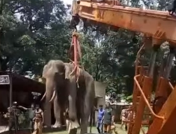 Elephant gets rescued from well using crane - Sputnik Afrique