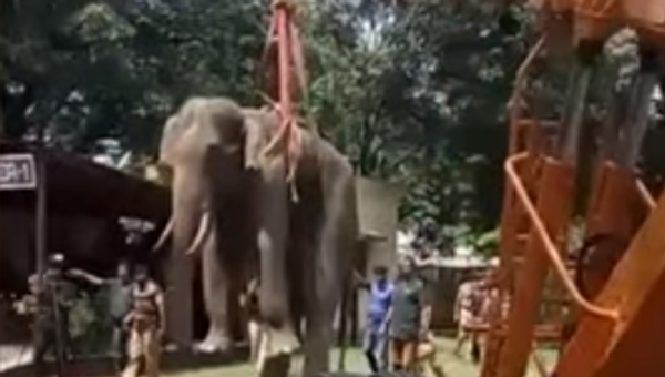 Elephant gets rescued from well using crane - Sputnik Afrique