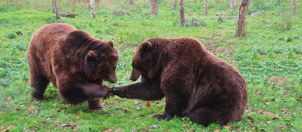Ours - Sputnik Afrique