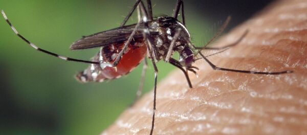 un moustique  - Sputnik Afrique