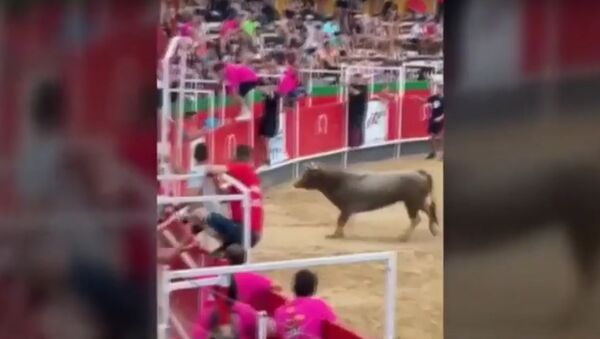 Un taureau saute dans des gradins et blesse grièvement 19 personnes en Catalogne - Sputnik Afrique
