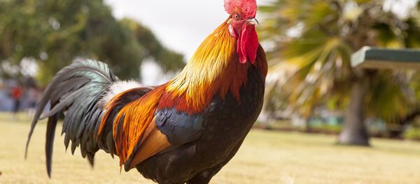 Un coq - Sputnik Afrique