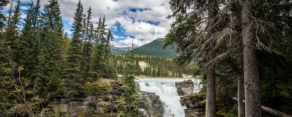 une forêt canadienne - Sputnik Afrique