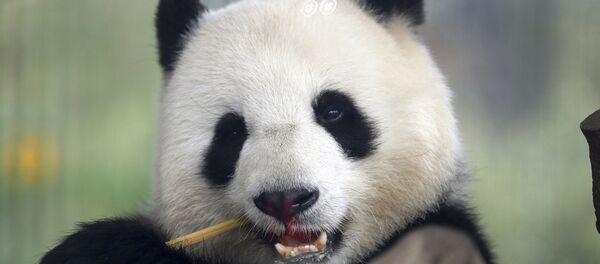 Panda Meng Meng Panda Meng Meng - Sputnik Afrique