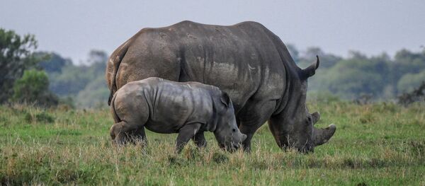 Носорог - Sputnik Afrique