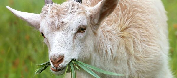 Une chèvre - Sputnik Afrique