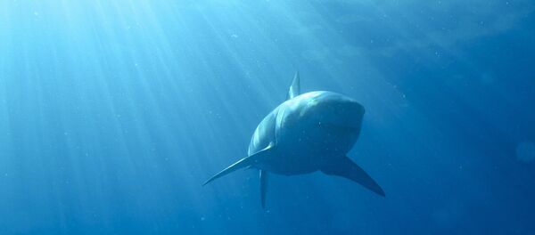 Great White Shark - Sputnik Afrique