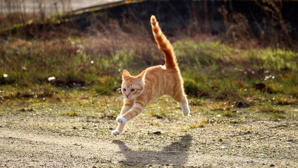 Un chat roux - Sputnik Afrique