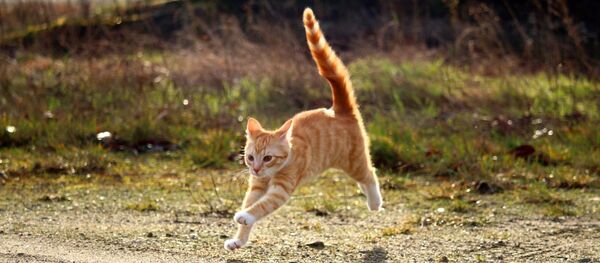 Un chat roux Un chat roux - Sputnik Afrique