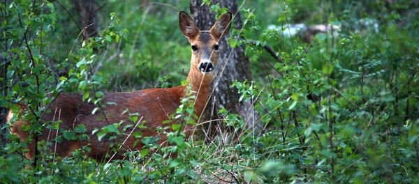 Олень в лесу в Швеции Олень в лесу в Швеции - Sputnik Afrique