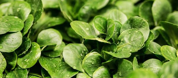 Salad - Sputnik Afrique