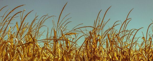 Blé - Sputnik Afrique