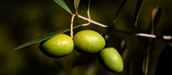 Olives - Sputnik Afrique