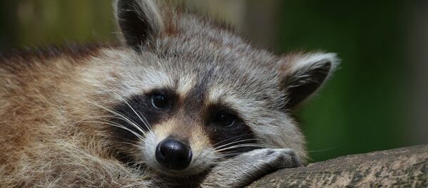 Un raton laveur Un raton laveur - Sputnik Afrique