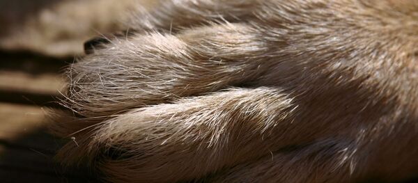 Un chien (image d'illustration) - Sputnik Afrique