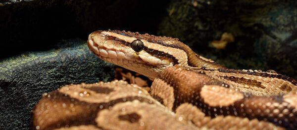 Un python  - Sputnik Afrique