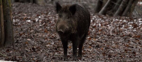 Sanglier - Sputnik Afrique