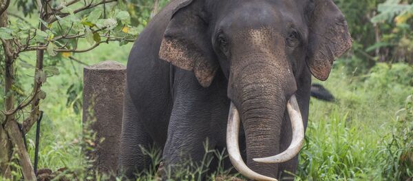 Elephant - Sputnik Afrique
